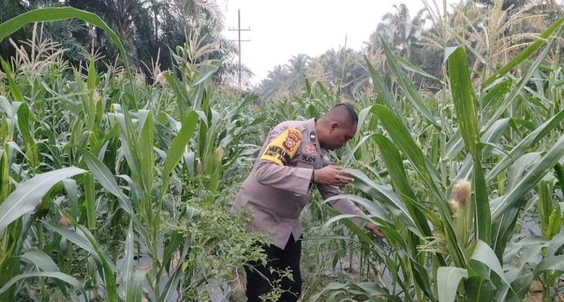 Polsek Minas Pantau Jagung Pipil Usia 67 Hari di Minas Timur, Pertumbuhan Dinilai Baik
