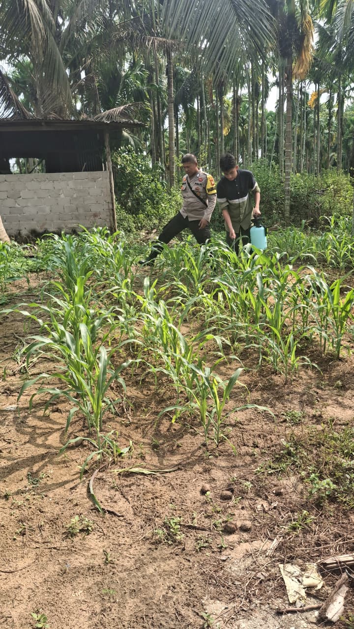 Bhabinkamtibmas Polsek Minas Cek Perkembangan Jagung Program Ketahanan Pangan di Minas Jaya, Tanaman Tumbuh Subur