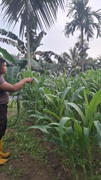 Polsek Minas Pantau Perkembangan Jagung Program Ketahanan Pangan, Tanaman Berusia 42 Hari Tumbuh Optimal
