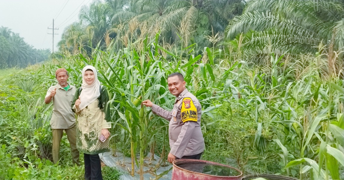 Polsek Minas Cek Perkembangan Jagung Pipil Usia 86 Hari di Minas Timur