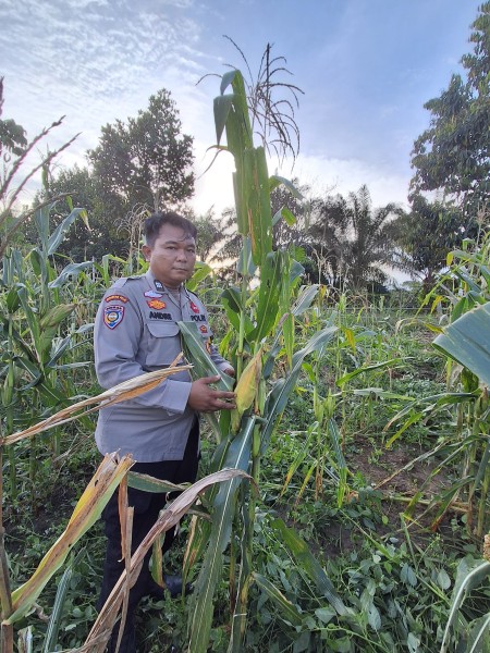 Bhabinkamtibmas Polsek Minas Cek Perkembangan Jagung Pipil Usia 101 Hari di Rantau Bertuah