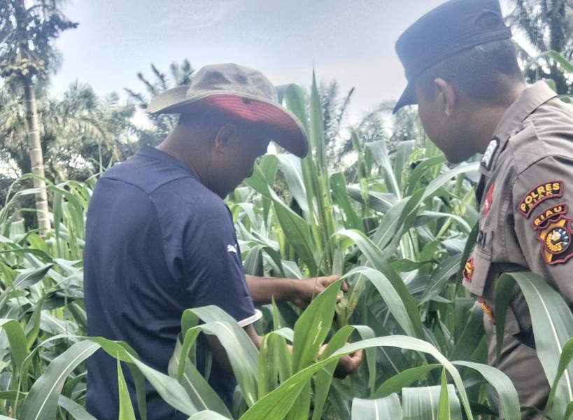 Jagung Ketahanan Pangan di Minas Tumbuh Baik, Polsek Minas Pastikan Perawatan Terus Berjalan