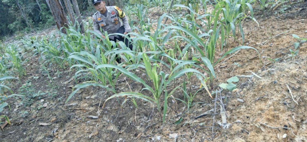 Bhabinkamtibmas Bripka Elian Pantau Perkembangan Jagung Pipil di Minas Jaya, Tanaman Usia 48 Hari Tumbuh Subur