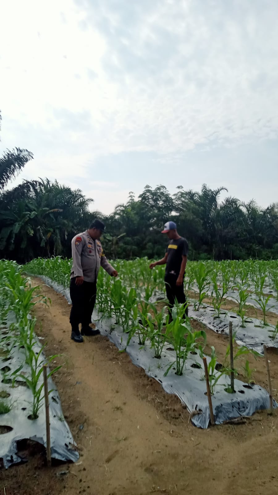 Jagung Pipil di Mandiangin Capai Tinggi 40 Cm, Polsek Minas Cek Perkembangan Program Ketahanan Pangan