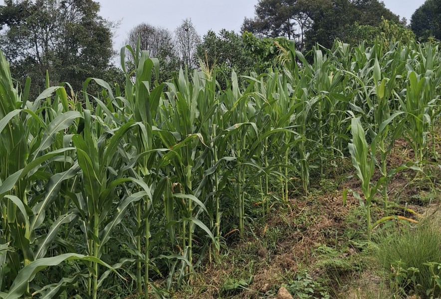 Polsek Minas Pantau Budidaya Jagung Program Ketahanan Pangan di Minas Jaya