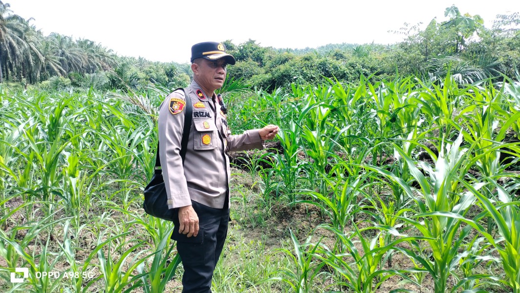 Sinergi Polisi dan Petani, Kapolsek Minas Pantau Lahan Jagung di Kampung Minas Timur