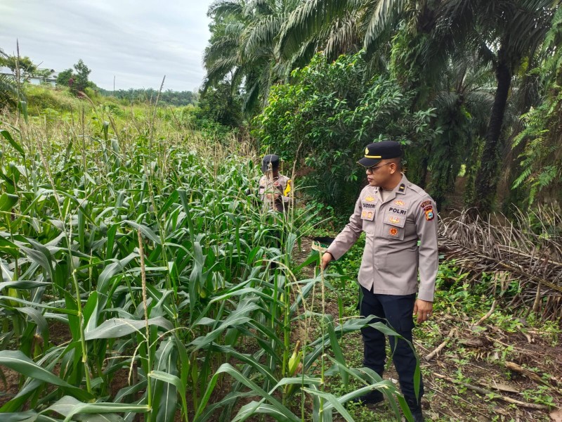 Polsek Minas Cek Perkembangan Program Ketahanan Pangan Jagung Pipil di Minas Barat