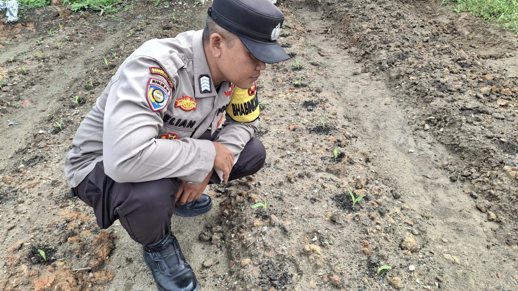 Polsek Minas Cek Lahan Jagung Program Ketahanan Pangan Kuartal II di Minas Jaya