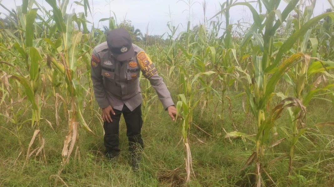 Memasuki Musim Kemarau, Polsek Koto Gasib Intensifkan Monitoring Ketahanan Pangan