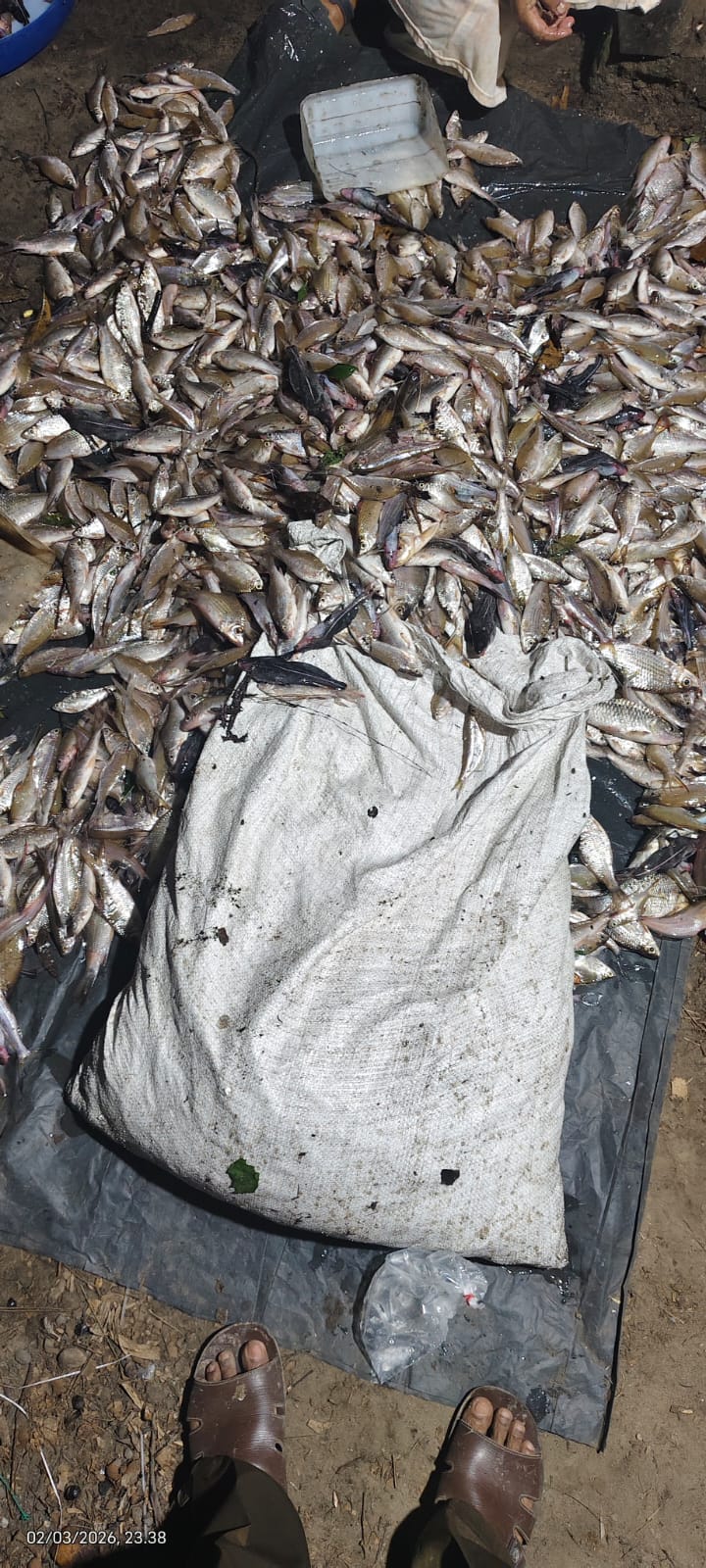 Warga Minta Tindakan Tegas Perusahaan Cemari Sungai, Ribuan Ikan Mati di Desa Sekijang, Warga Minta Tindakan Tegas