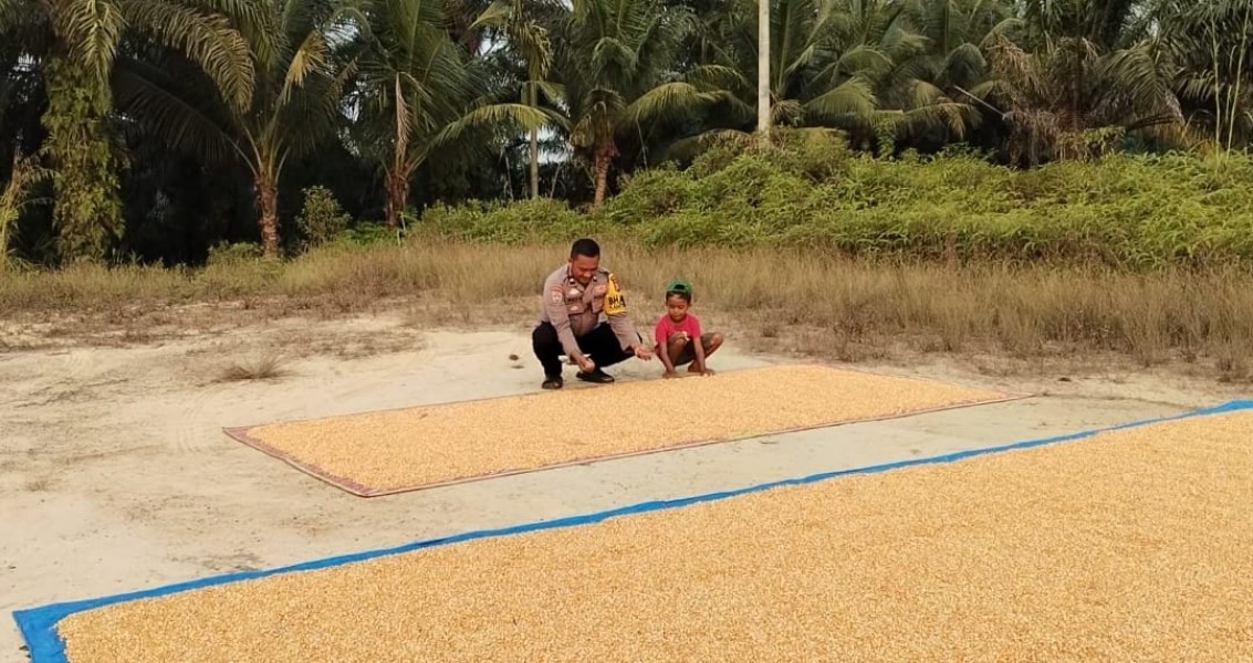 Bhabinkamtibmas Minas Timur Dampingi Penjemuran Jagung Hasil Panen Warga, Dukung Program Ketahanan Pangan Nasional