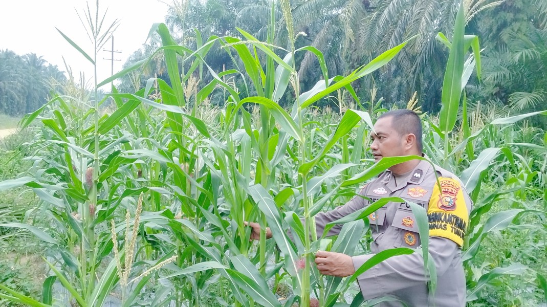 Polsek Minas Pantau Perkembangan Jagung Pipil di Minas Timur, Tanaman Usia 70 Hari Tumbuh Baik