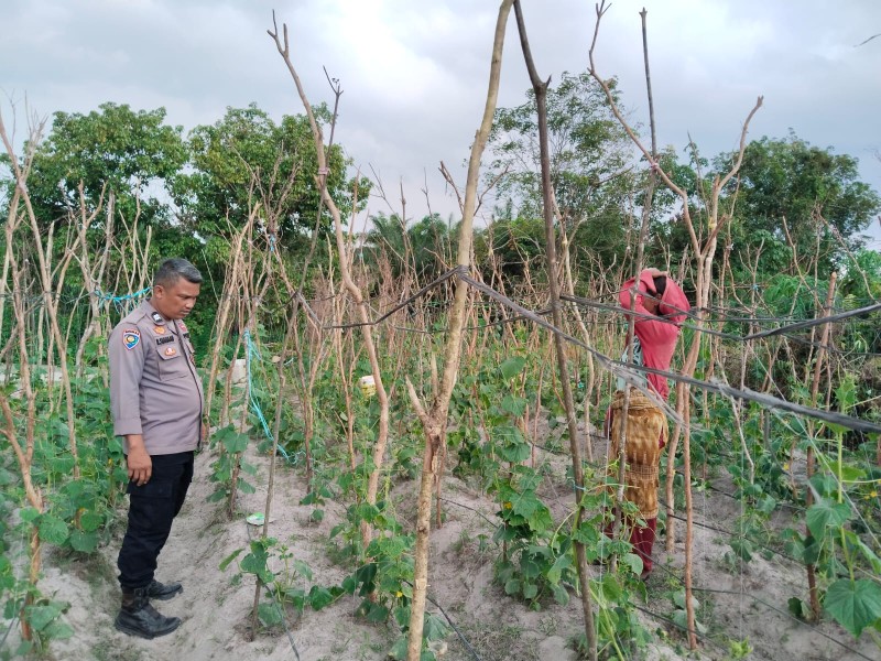 Dukung Ketahanan Pangan Nasional, Bhabinkamtibmas Polsek Pasir Penyu Tinjau Lahan Kacang Panjang di Desa Candirejo
