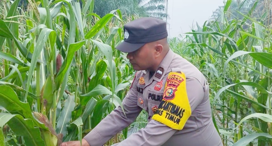 Polsek Minas Pantau Tanaman Jagung Pipil di Minas Timur, Usia Tanam 96 Hari Tumbuh Sangat Baik