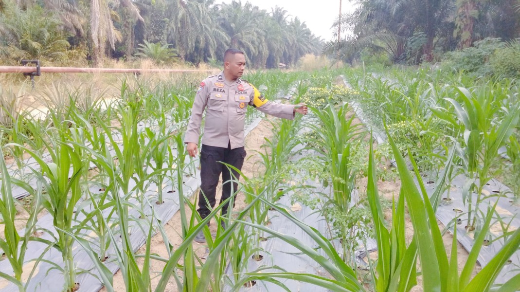 Polsek Minas Pantau Jagung Pipil Usia 42 Hari di Minas Timur, Tanaman Tumbuh Baik