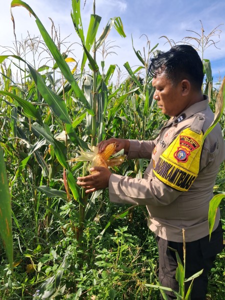 Dukung Ketahanan Pangan Nasional, Bhabinkamtibmas Polsek Minas Cek Perkembangan Jagung Pipil Usia 97 Hari