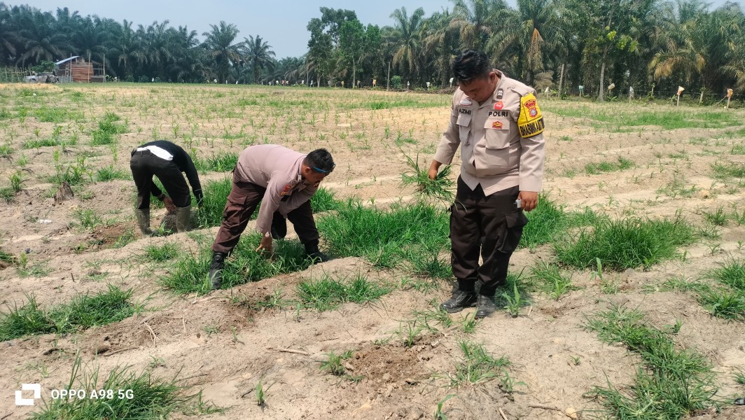 Polsek Minas Pastikan Program Ketahanan Pangan Berjalan, Tanaman Jagung di Rantau Bertuah Mulai Tumbuh Baik Meski Dihadapkan Hama dan Cuaca Ekstrem