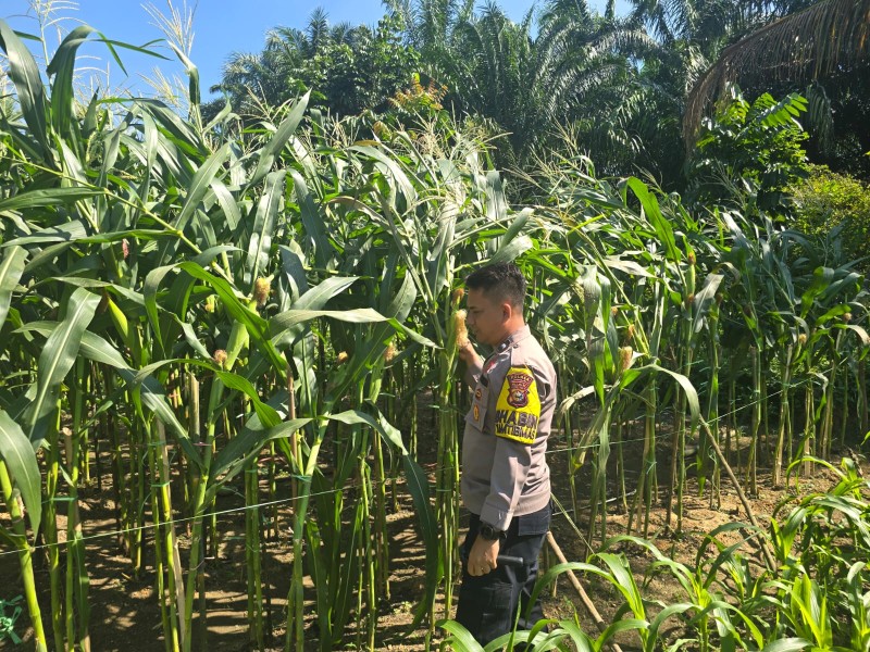 Dukung Ketahanan Pangan, Bhabinkamtibmas Minas Barat Dampingi Perawatan Tanaman Jagung
