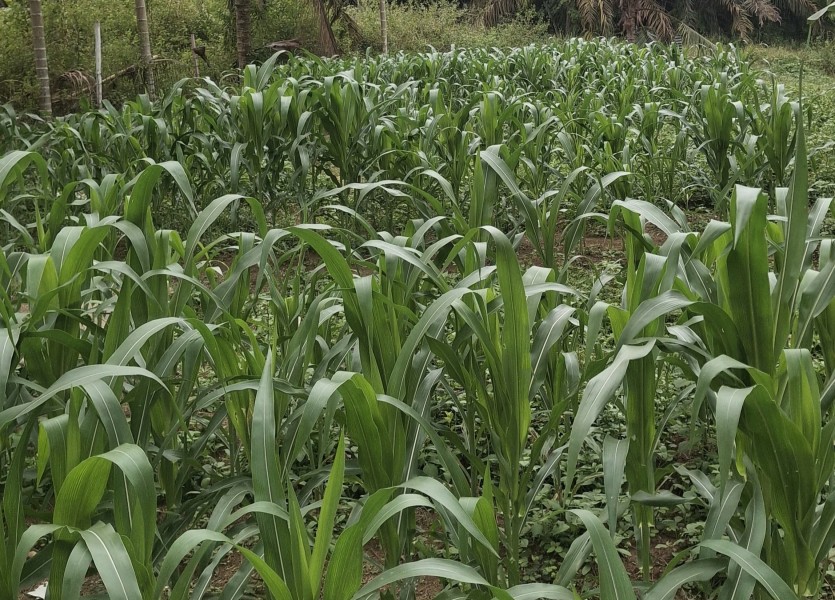 Jagung Tumbuh Optimal, Polsek Minas Lakukan Pengecekan Rutin Program Ketahanan Pangan Nasional