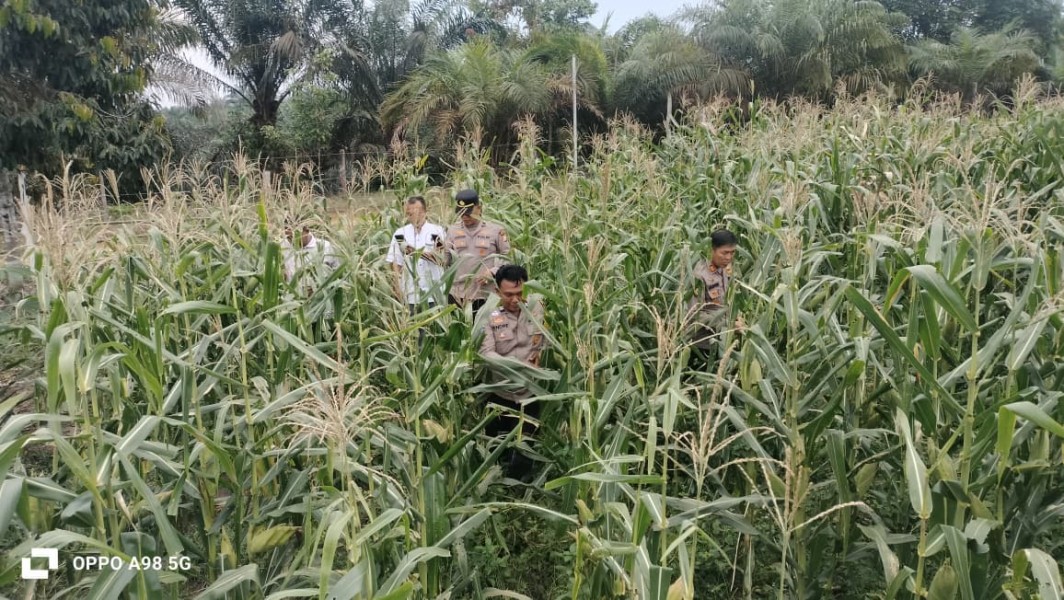 Polsek Minas Cek Perkembangan Jagung Pipil Program Ketahanan Pangan di Rantau Bertuah