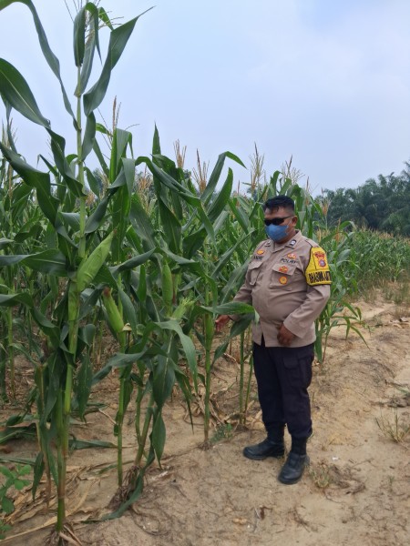 Bhabinkamtibmas Rantau Bertuah Cek Perkembangan Jagung Pipil, Dukung Ketahanan Pangan Nasional