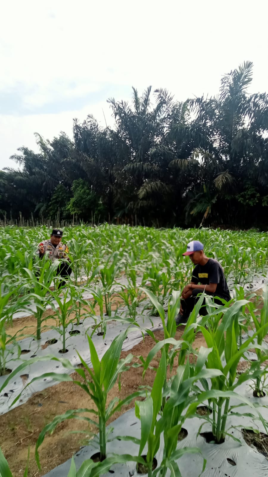 Jagung Pipil Kelompok Tani Hijau Daun di Minas Tumbuh hingga 50 Cm, Polsek Minas Lakukan Pengecekan