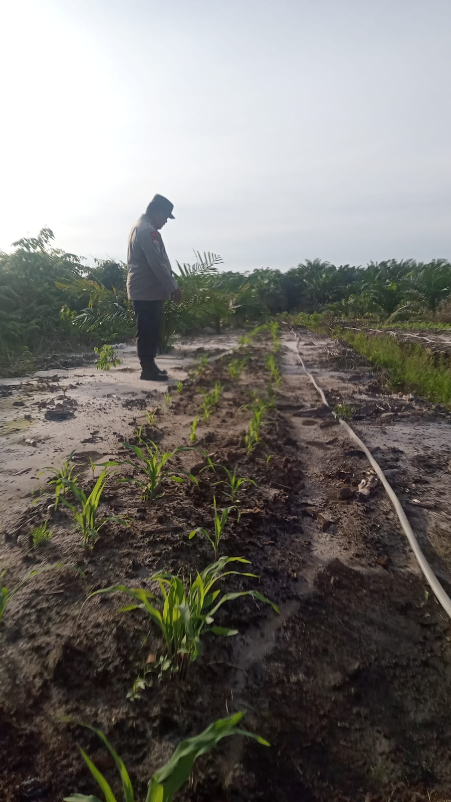 Polsek Minas Lakukan Pengecekan Perkembangan Jagung Pipil di Lahan Ketahanan Pangan Kampung Mandiangin