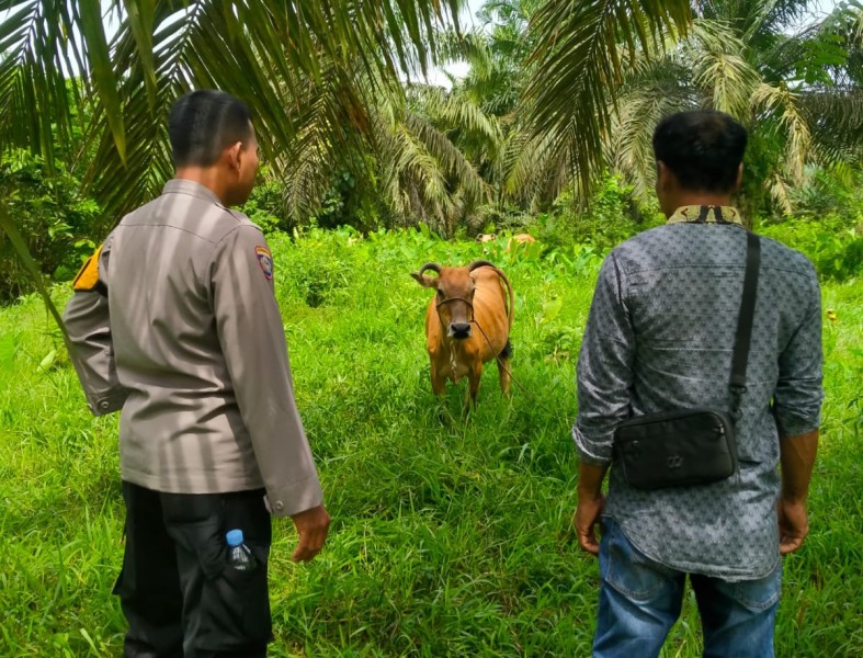 Polsek Pasir Penyu Dorong Ketahanan Pangan, Bhabinkamtibmas Sambangi Peternak Sapi di Sungai Lala