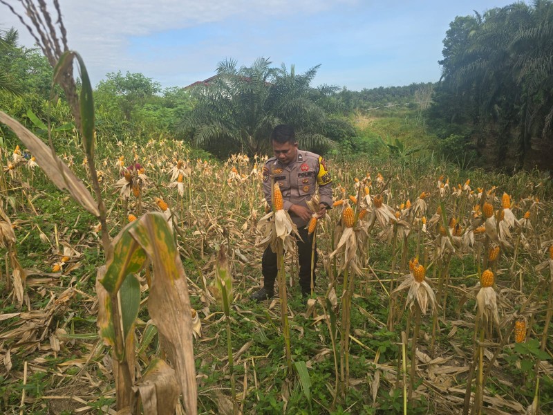 Bhabinkamtibmas Bersama Kelompok Tani Minas Barat Lakukan Pembersihan dan Pengupasan Jagung Jelang Panen