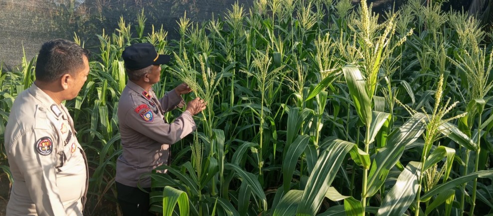 Polsek Minas Cek Perkembangan Jagung Pipil Usia 70 Hari, Tanaman Tumbuh Optimal