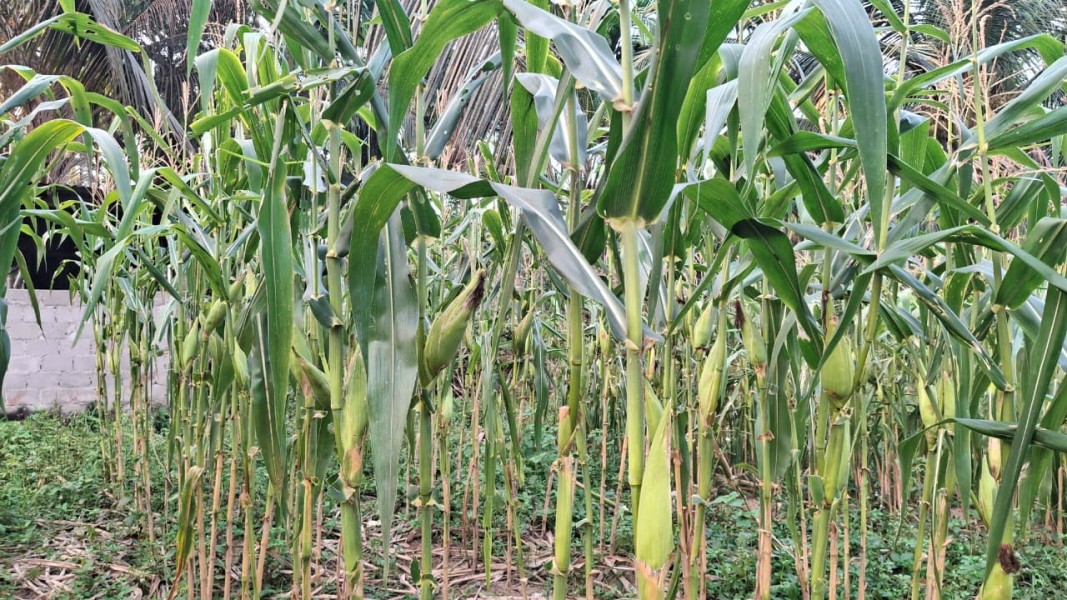Bhabinkamtibmas Polsek Minas Cek Perkembangan Jagung Pipil Kuartal II di Minas Jaya, Usia Tanaman Capai 73 Hari