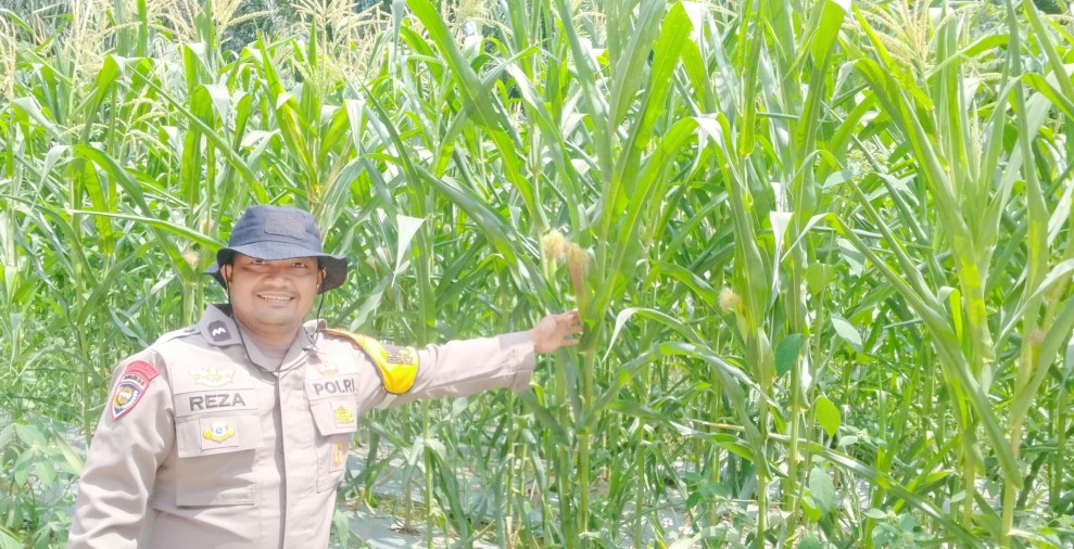 Bhabinkamtibmas Minas Timur Pantau Perkembangan Jagung Pipil, Kapolsek Minas: Ketahanan Pangan Harus Didukung Bersama
