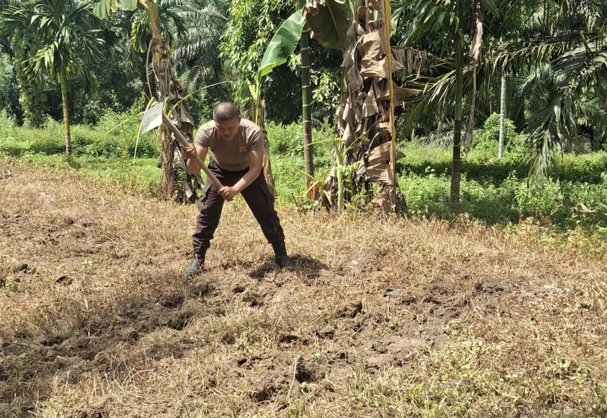 Polsek Minas Cek Calon Lahan Jagung Pipil Program Ketahanan Pangan Kuartal II di Kelurahan Minas Jaya