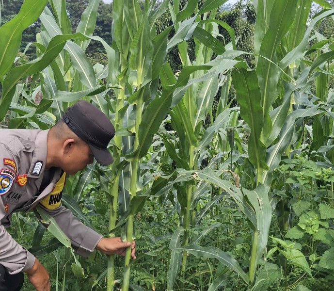 Bhabinkamtibmas Polsek Minas Cek Perkembangan Jagung Program Ketahanan Pangan Nasional di Kelurahan Minas Jaya