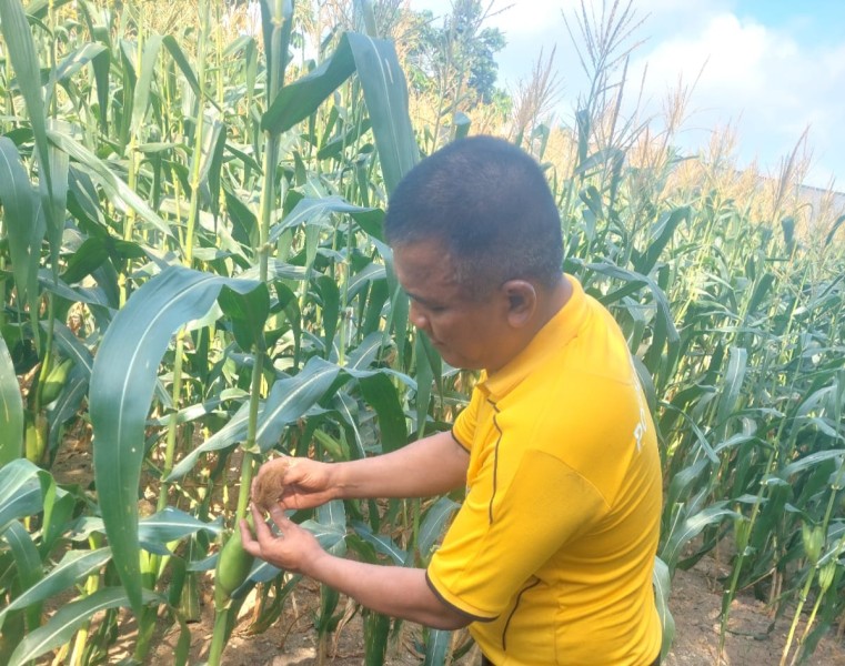 Panit Binmas Polsek Minas Cek Tanaman Jagung Pipil dan Salurkan Bantuan Insektisida