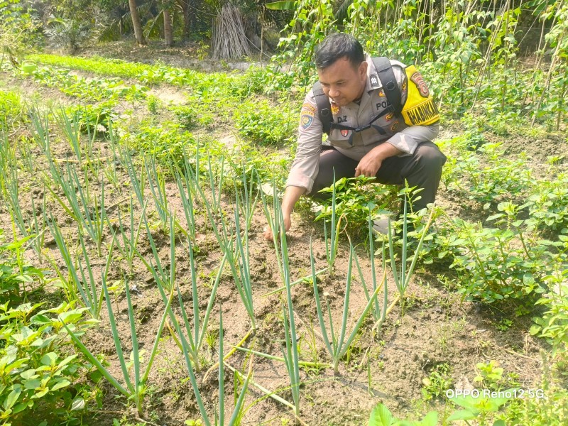 Kapolsek Rengat Barat Amriadi SH AArahkan Para Babinkamtibmas Cek Lokasi Pekarangan pangan Bergizi P2B