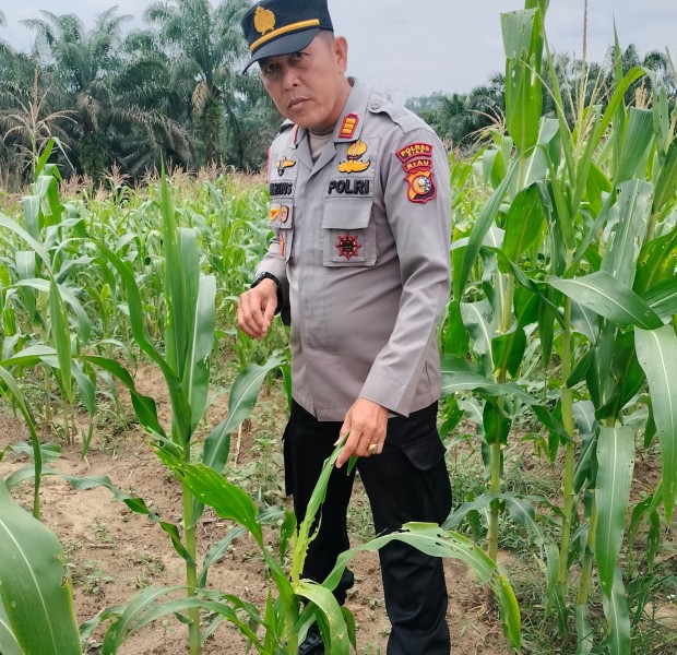Dicek Wakapolsek Minas, Jagung Pipil di Rantau Bertuah Tumbuh Subur