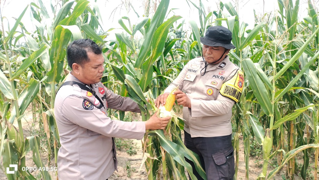 Jagung Poktan Dahlia Kuning di Minas Capai Tinggi 2,1 Meter, Kapolsek Kompol Syahrizal: Bukti Ketahanan Pangan Nasional Terus Berjalan