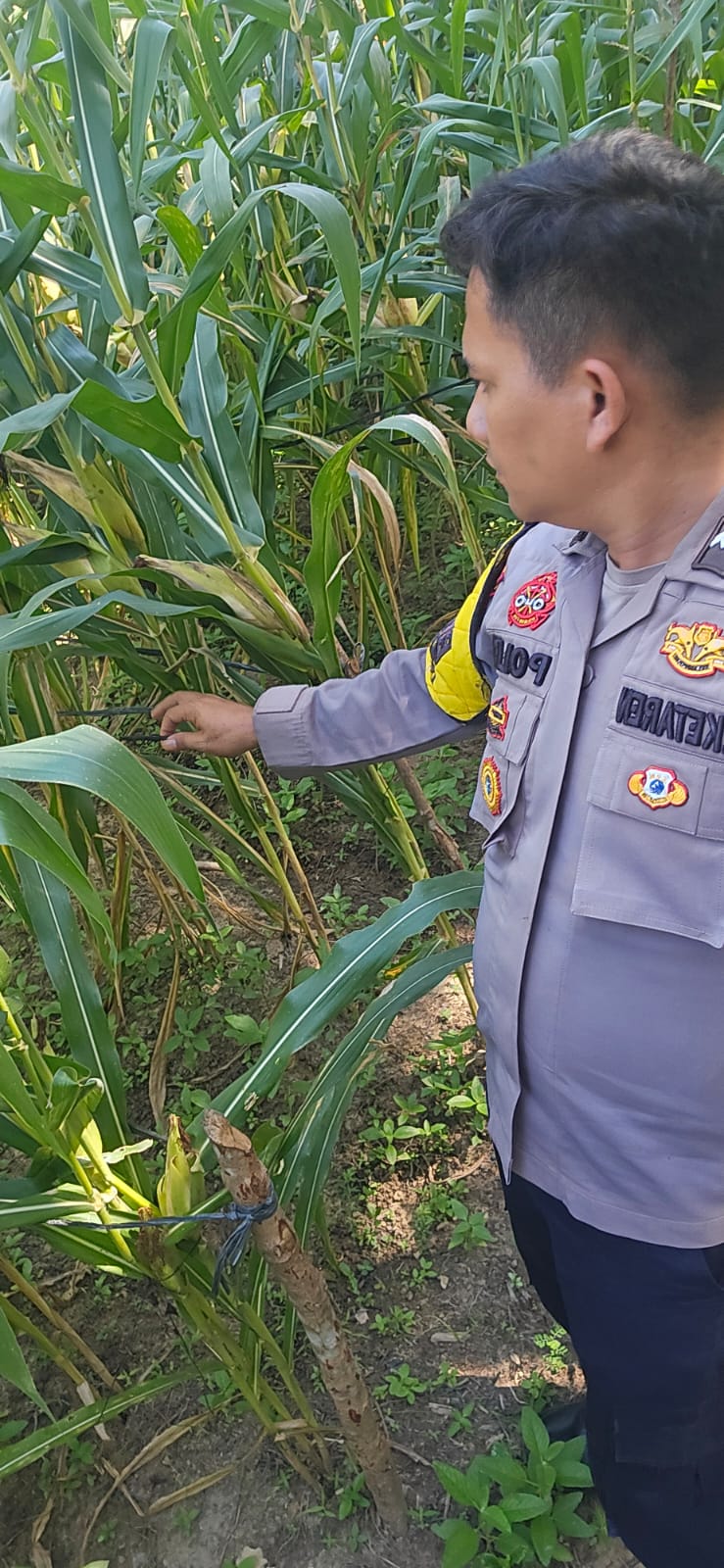 Dukung Ketahanan Pangan, Polsek Minas Turun Langsung Dampingi Perawatan Lahan Jagung