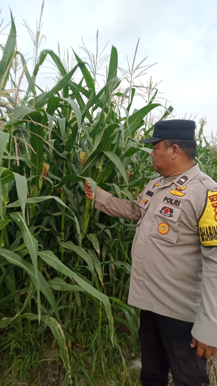 Polsek Minas Cek Perkembangan Jagung Program Ketahanan Pangan, Kapolsek: Komitmen Dukung Swasembada Pangan Nasional