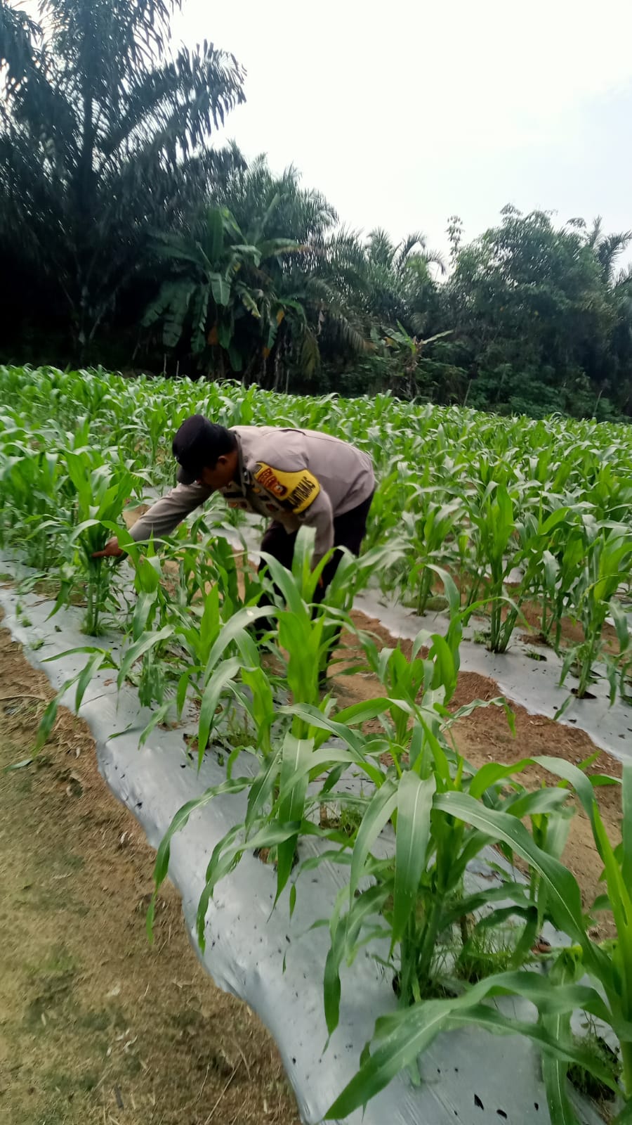Bhabinkamtibmas Rutin Cek Perkembangan Jagung Pipil Usia 32 Hari di Kampung Mandiangin