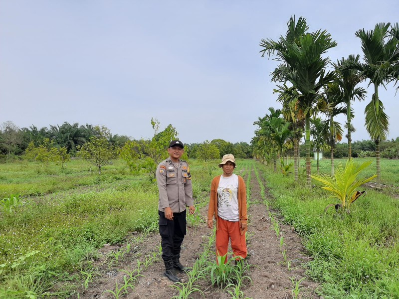 Pantau Jagung Usia 2 Minggu, Polsek Koto Gasib Pastikan Tanaman Poktan Mekar Sari Terawat