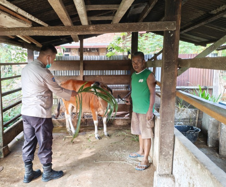 Bhabinkamtibmas Polsek Pasir Penyu Dorong Warga Kembangkan Peternakan Sapi untuk Dukung Ketahanan Pangan Nasional