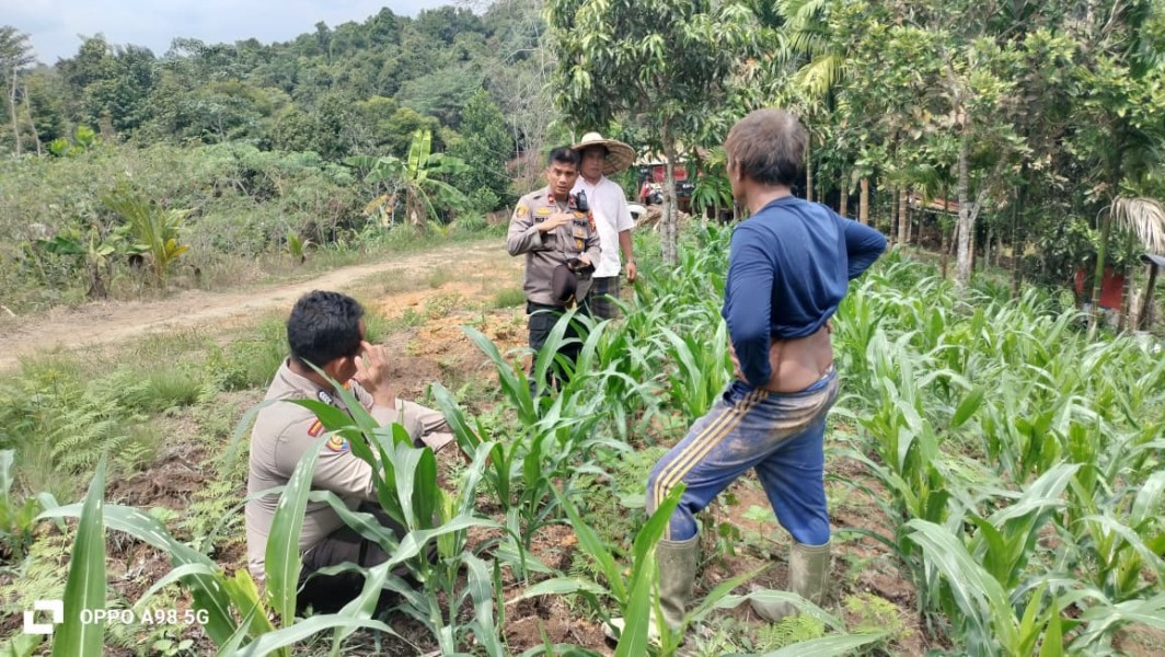 Kapolsek Minas Cek Perkembangan Jagung Program Ketahanan Pangan, Tanaman Usia 36 Hari Sudah Dipupuk Urea