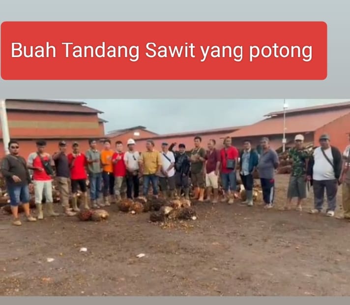 LSM-KPK Riau Soroti Dugaan Perusakan Mangrove dan Limbah PKS PT MMJ di Pulau Rupat, Minta Aparat Turun Tangan