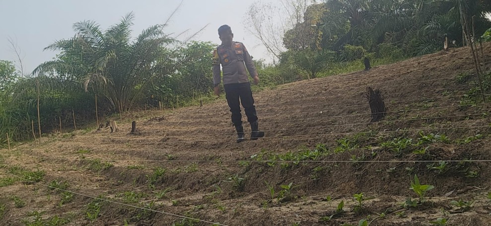 Bhabinkamtibmas Minas Barat Pantau Pertumbuhan Jagung Pipil di Lahan Setengah Hektare