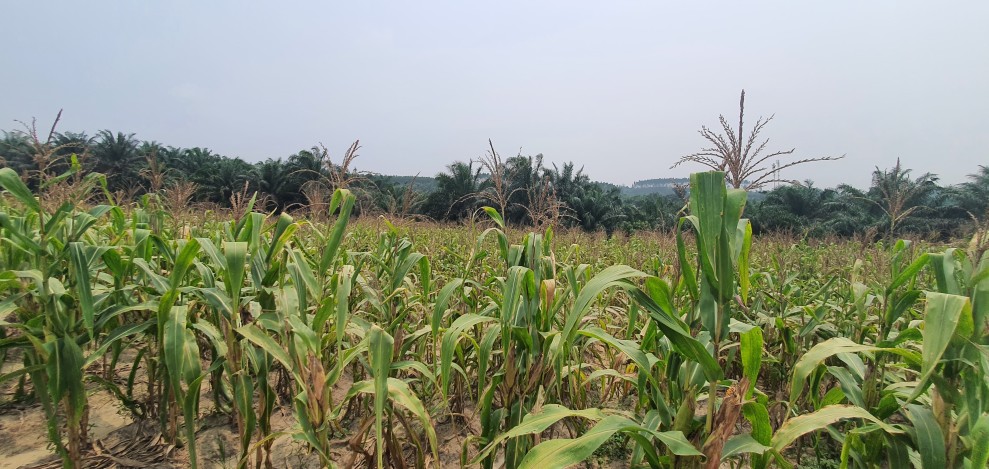 Bhabinkamtibmas Polsek Minas Cek Jagung Usia 87 Hari, Persiapan Pra Panen Mulai Dilakukan