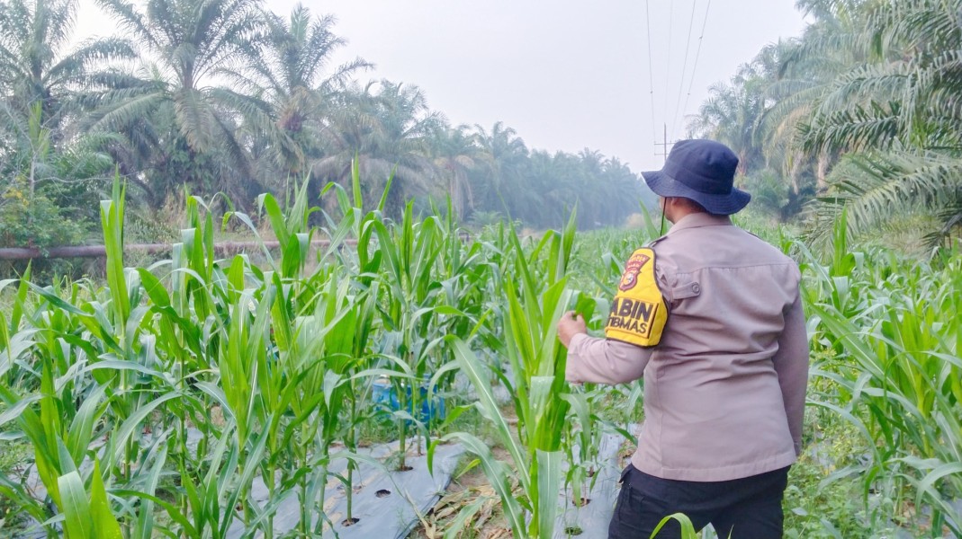 Polsek Minas Cek Perkembangan Jagung Pipil Warga di Minas Timur, Tanaman Tumbuh Baik