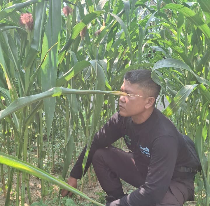 Sudah Dipupuk dan Disemprot Insektisida, Polsek Minas Pantau Jagung Ketahanan Pangan Nasional di Minas Jaya