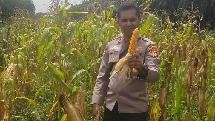 Polsek Koto Gasib Cek Jagung Siap Panen, Perkuat Ketahanan Pangan Nasional di Siak